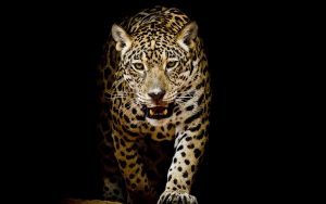N-018_leopard_fotooboi