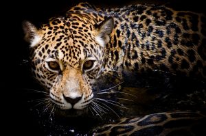 N-124_leopard_fotooboi