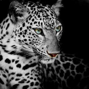 N-135_leopard_fotooboi